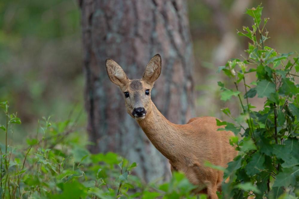 Genieten Op De Veluwe Van Rust En Natuur Putten Exteriör bild